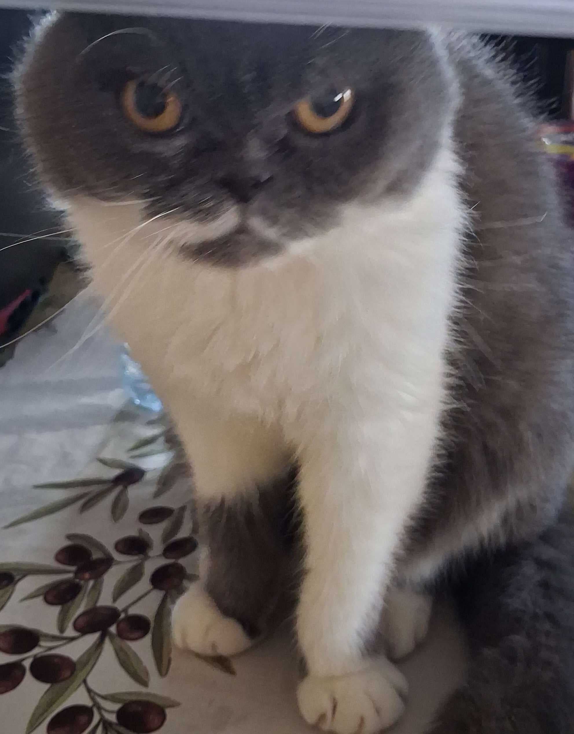 Aya (Controller) player profile image